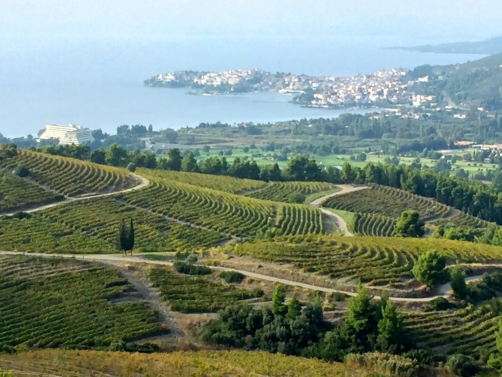 VINEYARDS IN HALKIDIKI— Photo by HVS