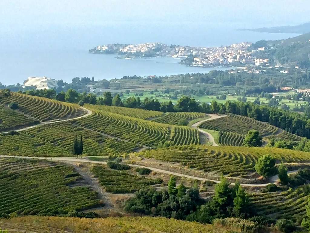 VINEYARDS IN HALKIDIKI— Photo by HVS