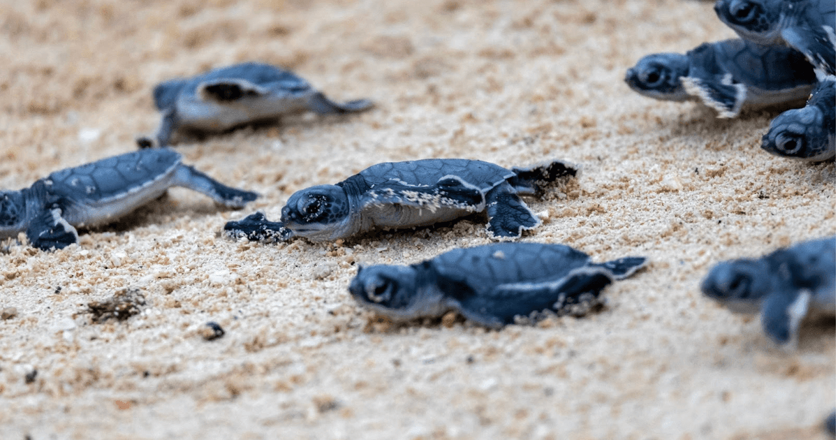Sea turtle hatching at Banyan Tree Vabbinfaru for the first time in ...