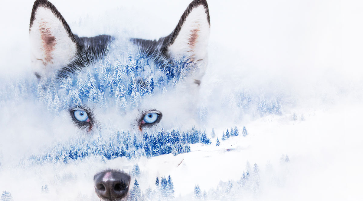 Is the wolf scratching at the door? Lessons learned so far from the COVID era...