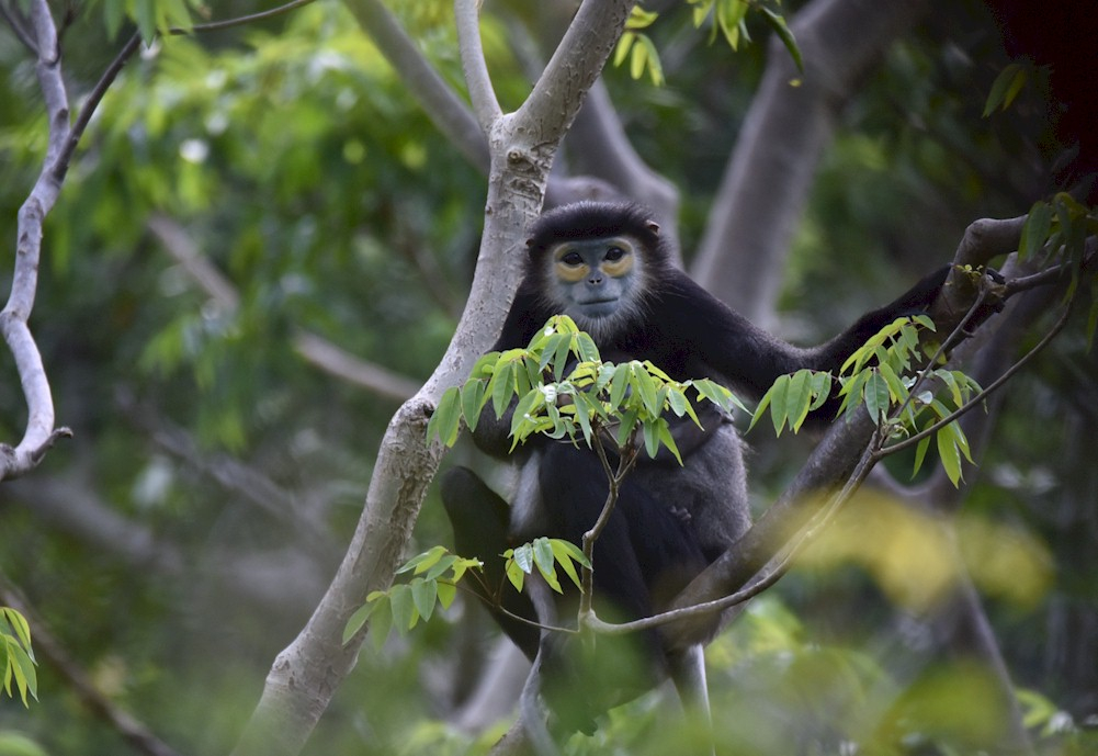 Wildlife conservation of critically endangered monkeys at Six Senses Ninh Van Bay, Vietnam

— Photo by Six Senses