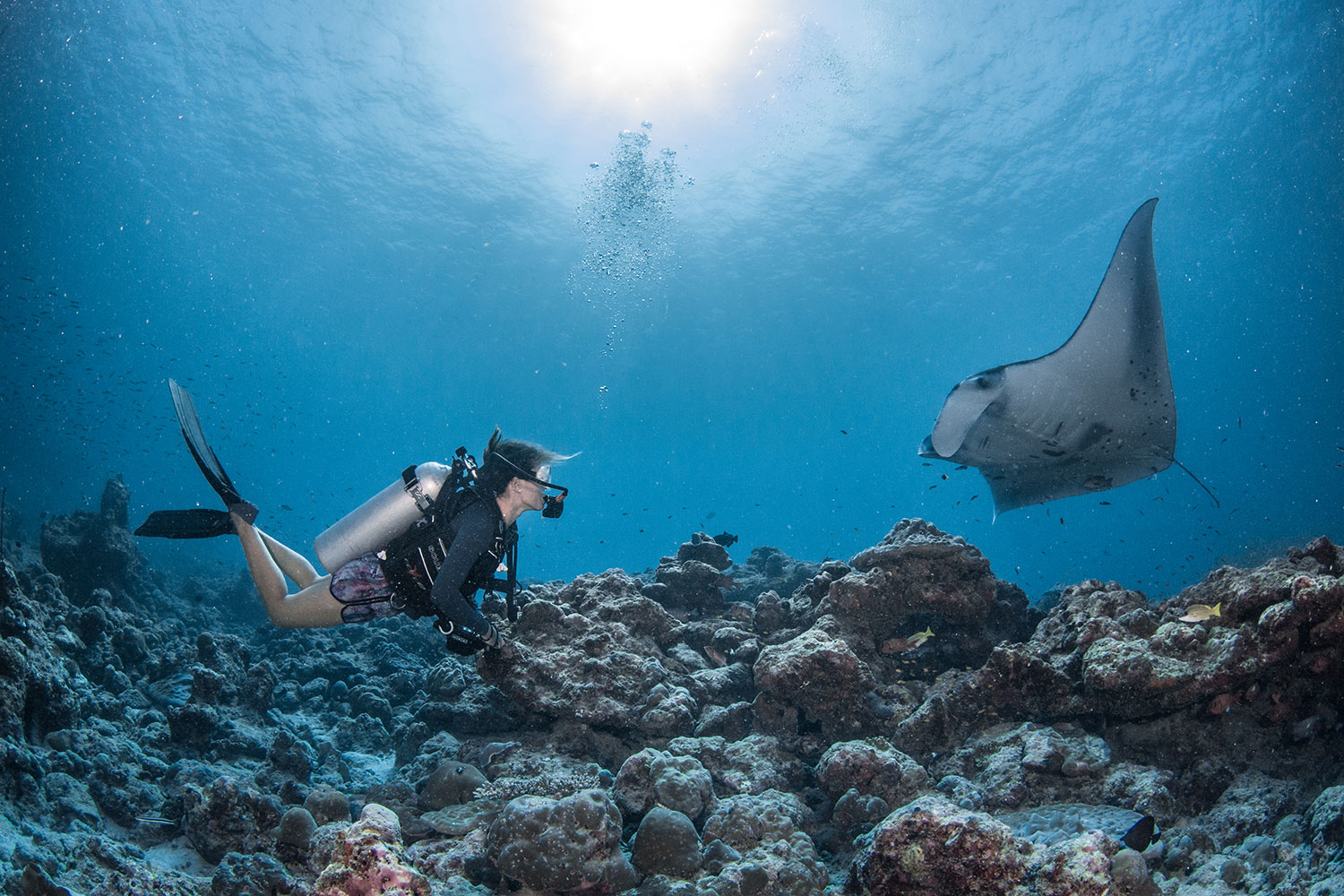 InterContinental Maldives Maamunagau Resort - Manta Trust and Ocean Conservation Program— Photo by IHG