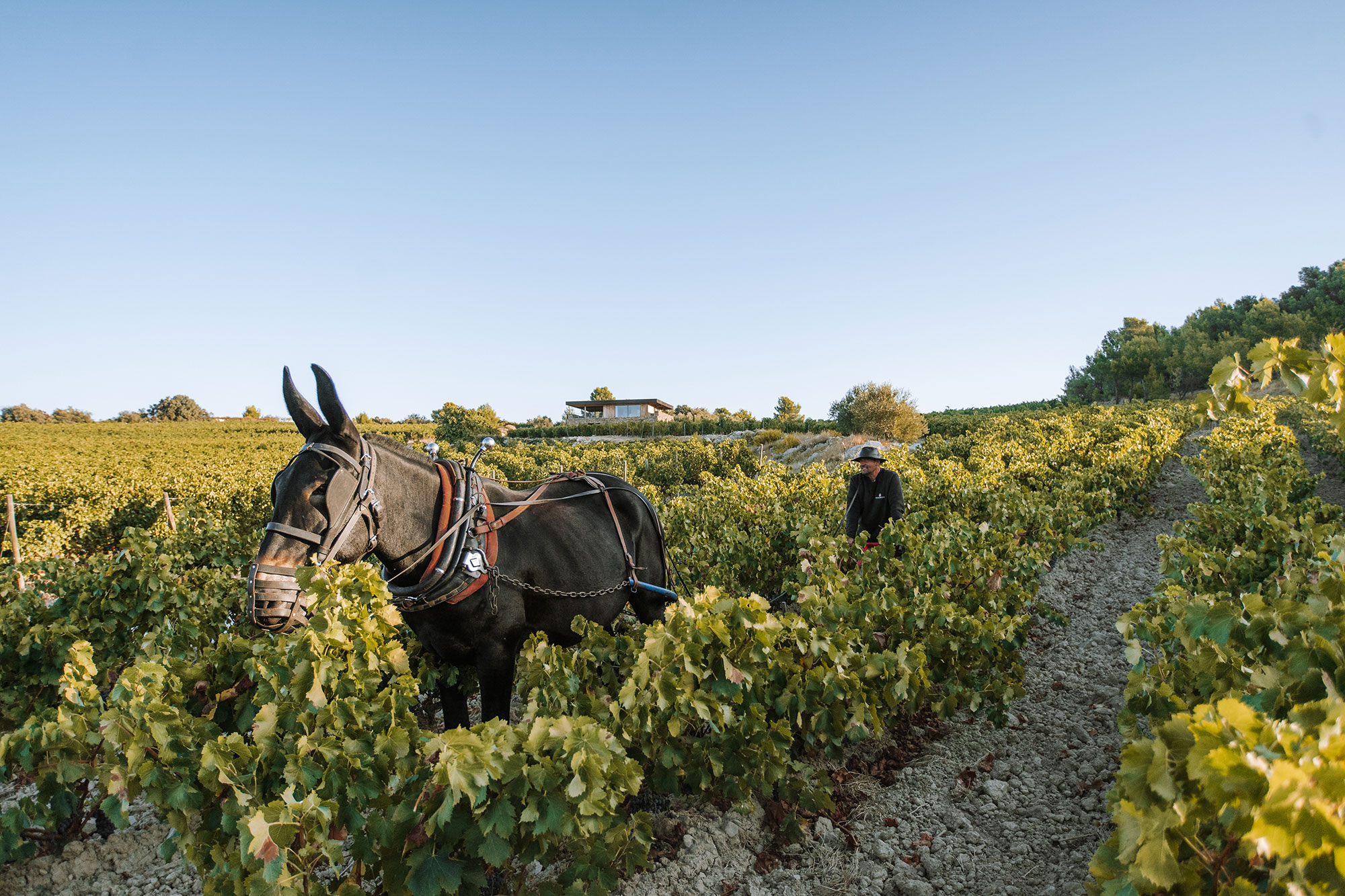 Gérard Bertrand, IHG Hotels & Resorts exclusive wine partner for all premium and luxury properties is an ardent follower of biodynamic agriculture. One of it’s newest blends, an orange wine called Orange Gold, was created using this method.Expect to see more orange wines on restaurant menus during warmer months and summer travel. (Photo Courtesy: Gérard Bertrand)— Photo by IHG