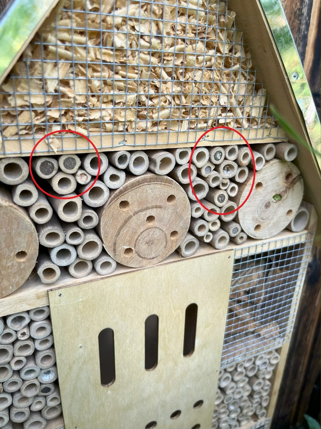 Red circles to highlight bees taking residence in a bee hotel — Photo by Hotel Mogel Consulting Limited
