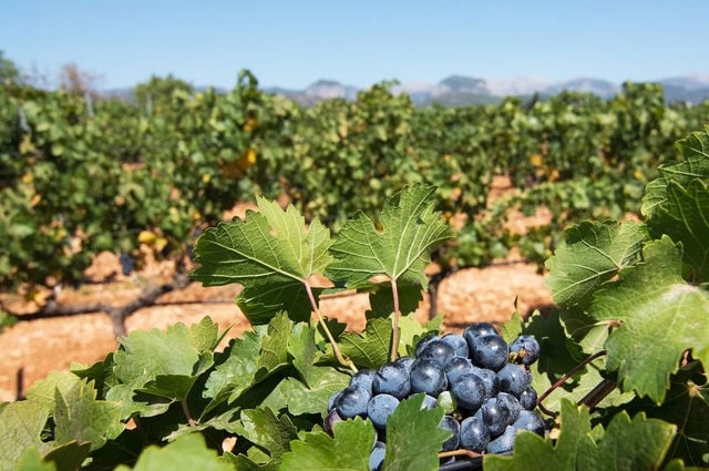 Ten Percent of the Products Consumed at RIU’s Hotels in The Balearic Islands are Locally Produced