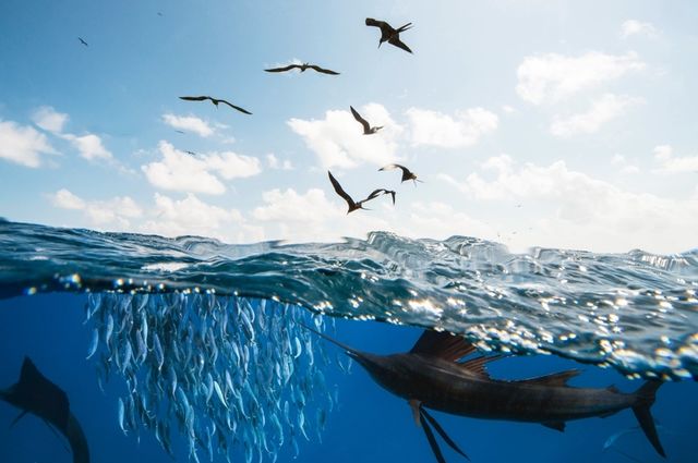 Novotel Partners with Seafood Souq to Implement Comprehensive Traceability Audit Across GCC Hotels