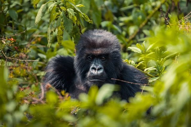 Rwanda’s Travel & Tourism Sector Broke all Records in 2024, reveals WTTC