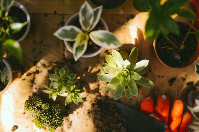 The Growing Role of Indoor Plants in Hotel Spaces: More Than Just Decoration