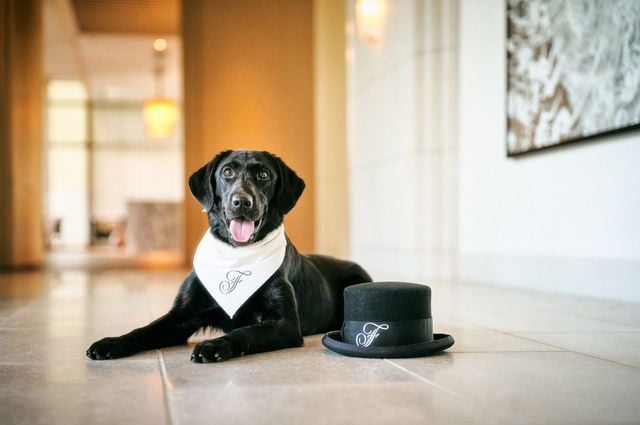 Fairmont Hotels & Resorts Gives Dog Owners & Their Pups Something To Celebrate This International Dog Day