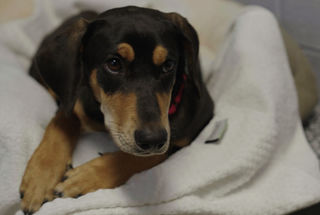 Hilton, Mars Petcare and Greater Good Charities Team Up to Donate More Than 100,000 Towels to Hundreds of Animal Shelters