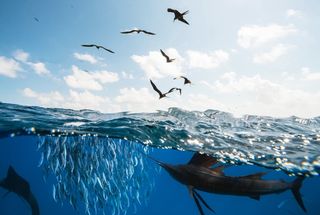 Novotel Partners with Seafood Souq to Implement Comprehensive Traceability Audit Across GCC Hotels