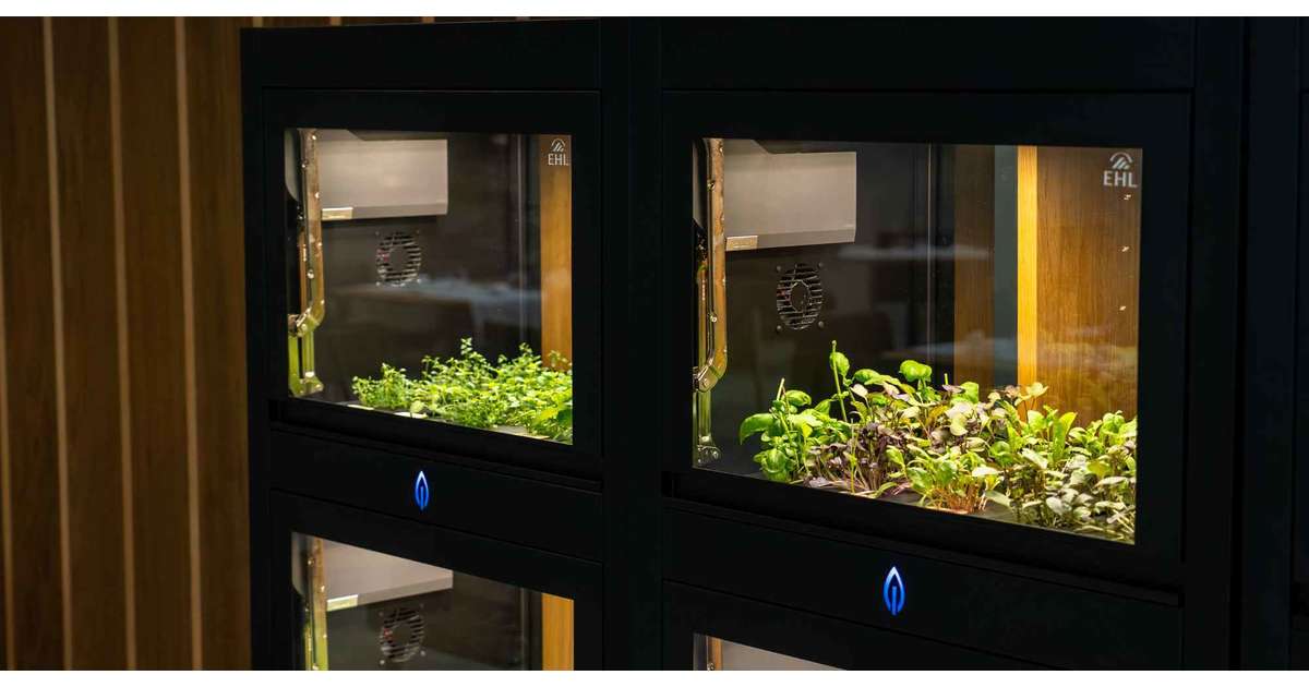 Cultivating local food at EHL’s 1893: Cultifutura’s vertical farming