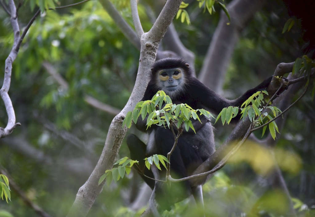 Wildlife conservation of critically endangered monkeys at Six Senses Ninh Van Bay, Vietnam

— Photo by Six Senses