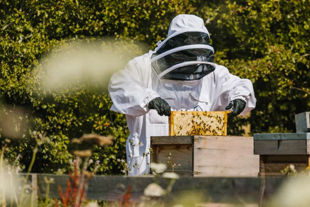 I. Introduction to Beekeeping and Global Sustainability Goals