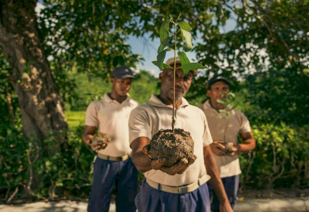Mangrove restoration at Iberostar Hotels & Resorts — Photo by Iberostar Hoteles